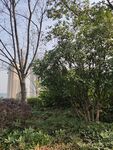城市中的绿植景致