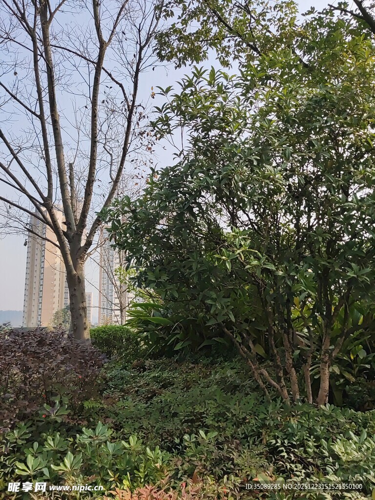 城市中的绿植景致