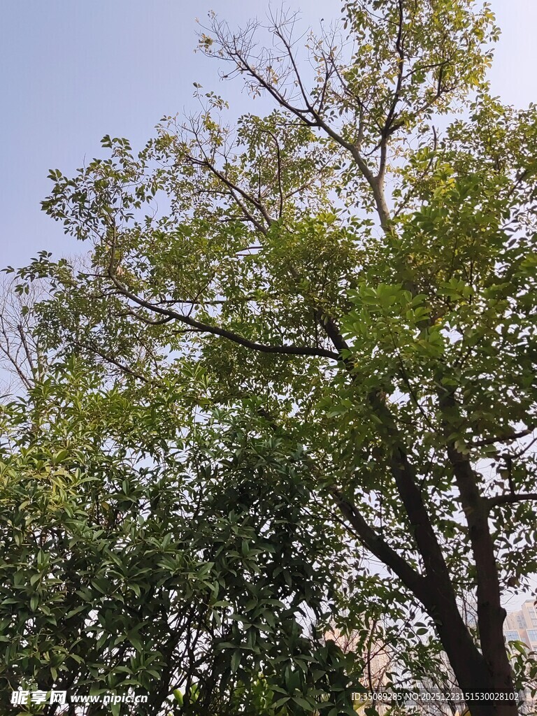 阳光下的繁茂绿树