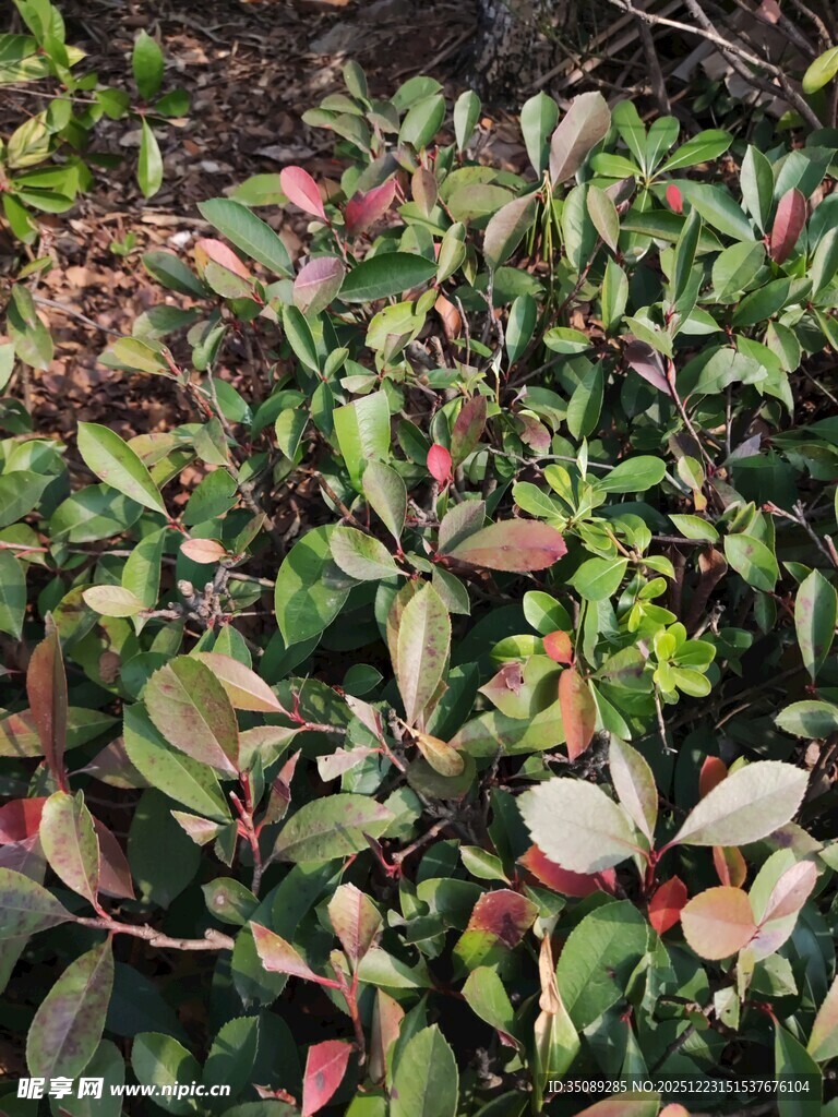 多彩叶片的植物景观