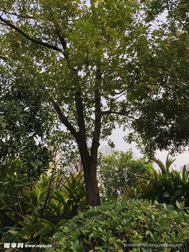 繁茂绿树与周边绿植景观