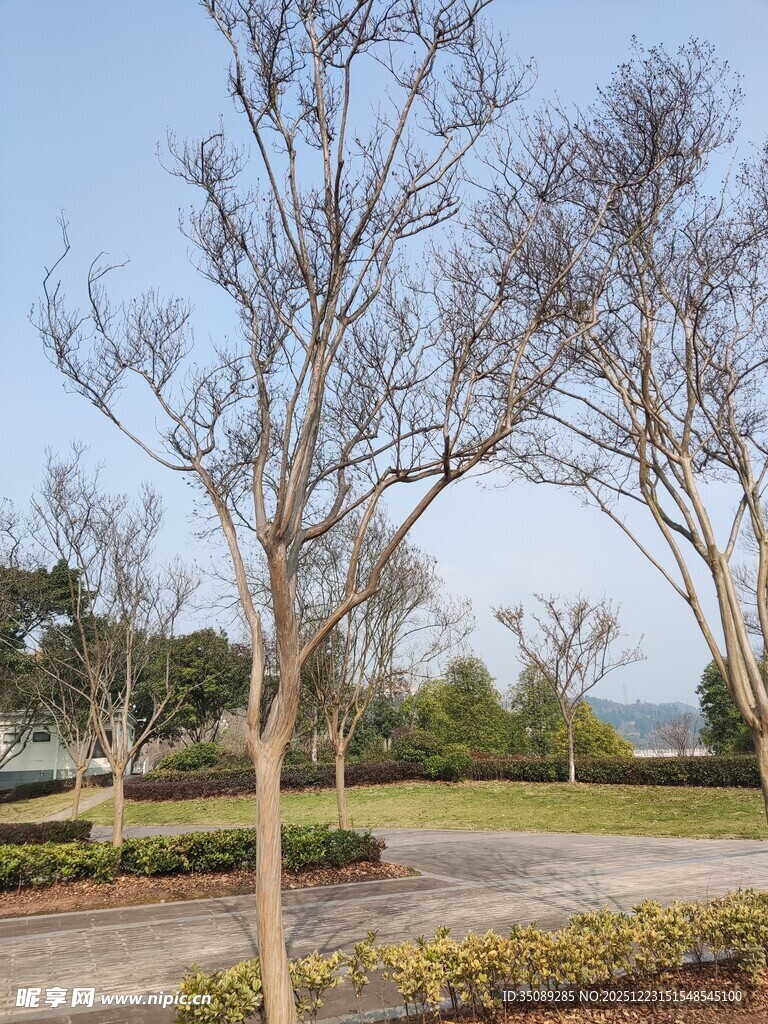 冬日路旁光秃树木景观