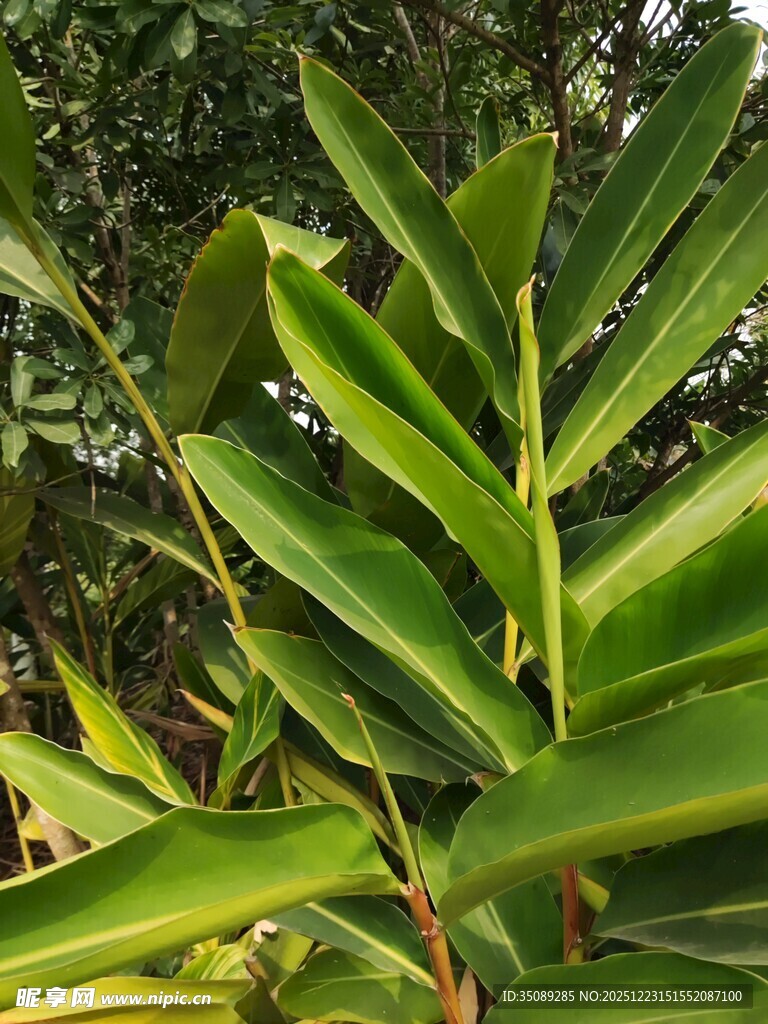 翠绿舒展的热带植物叶片