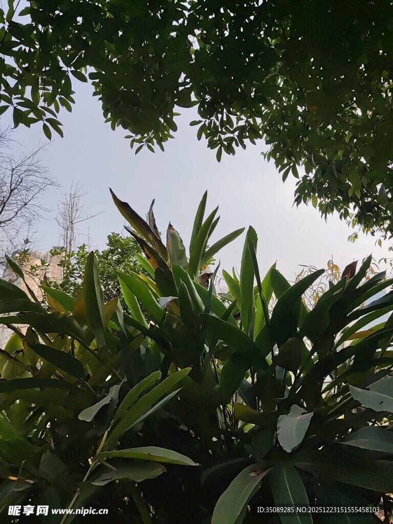 绿叶繁茂的植物景观