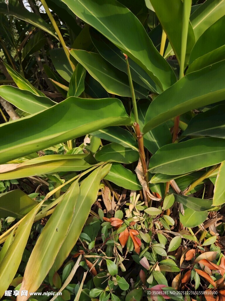 翠绿植物与红色果实景观