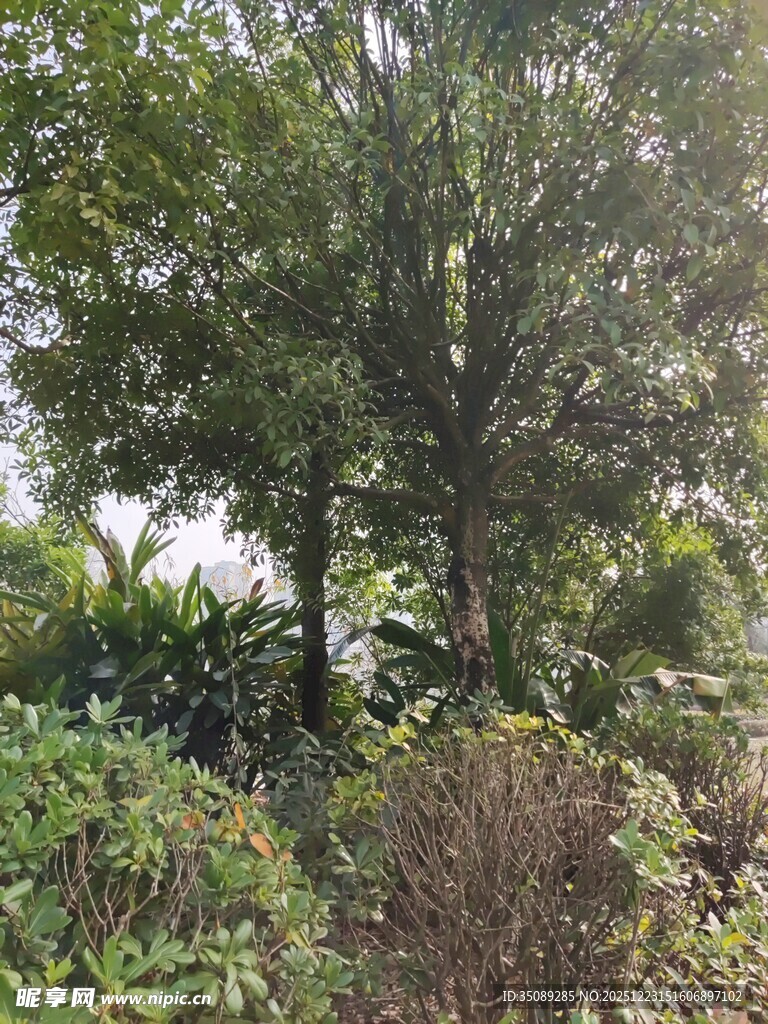 茂密树林中的多样植物