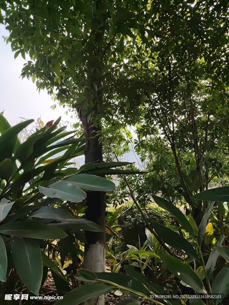 繁茂绿植中的挺拔树木