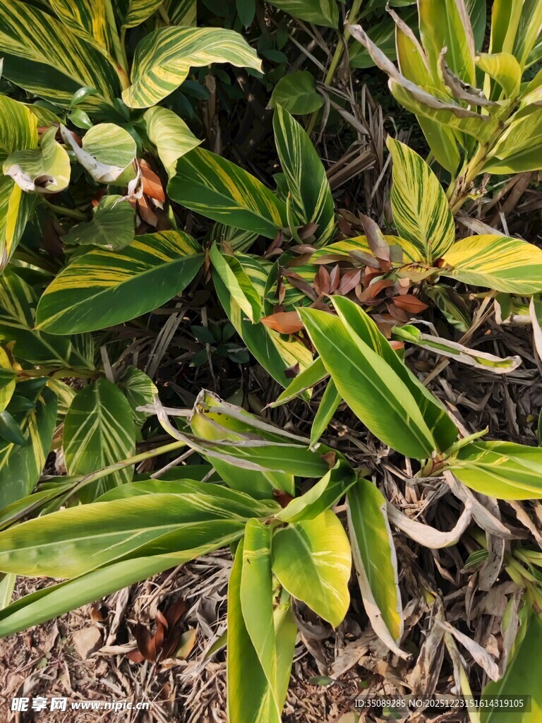 黄绿相间的植物叶片特写