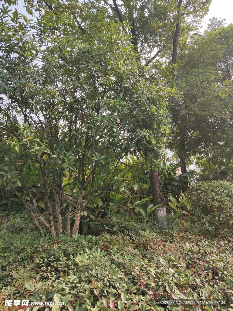 茂密丛林绿意盎然