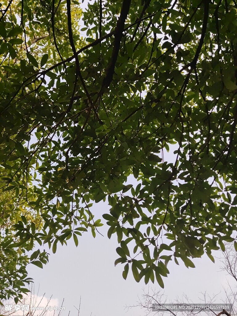 仰视茂密树冠