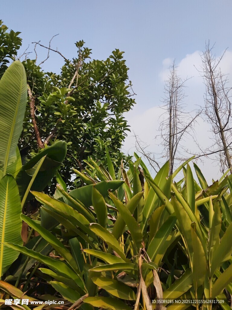 繁茂绿植与枯树相映成趣