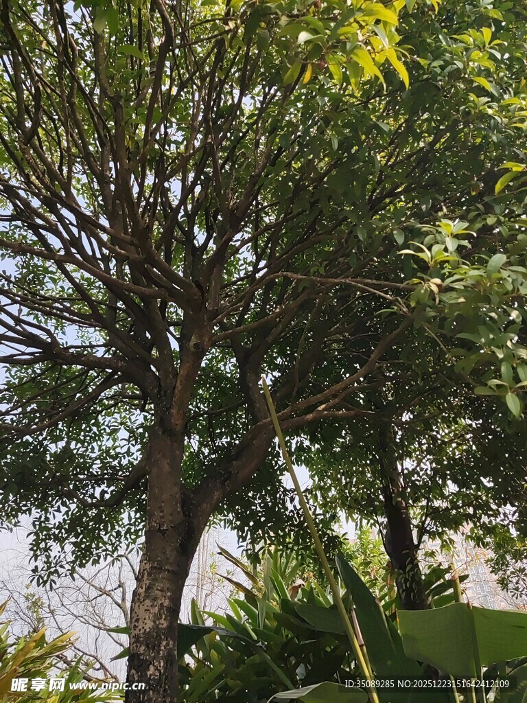 阳光下的繁茂树木