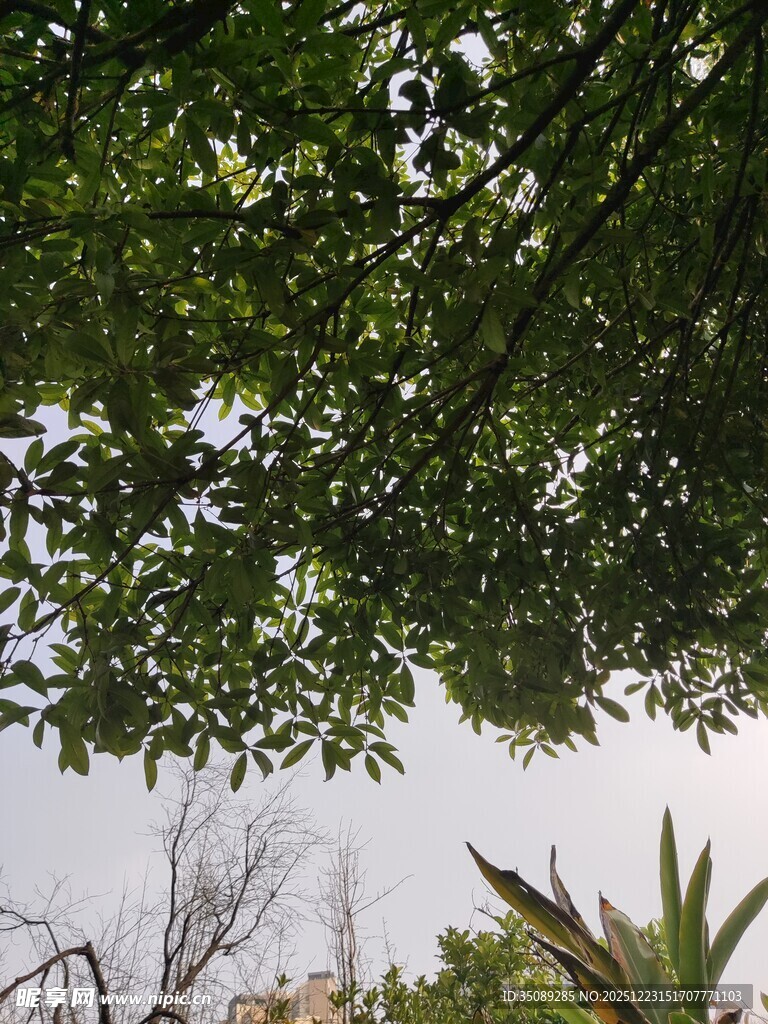 透过枝叶望天空