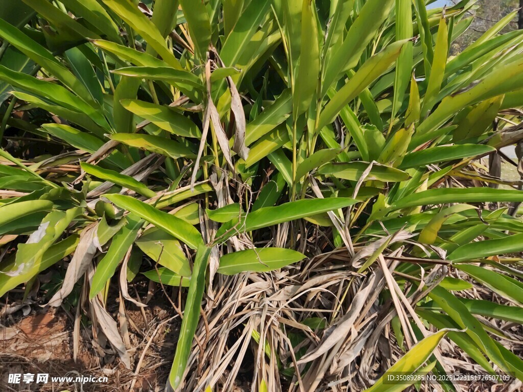 翠绿植物根部特写
