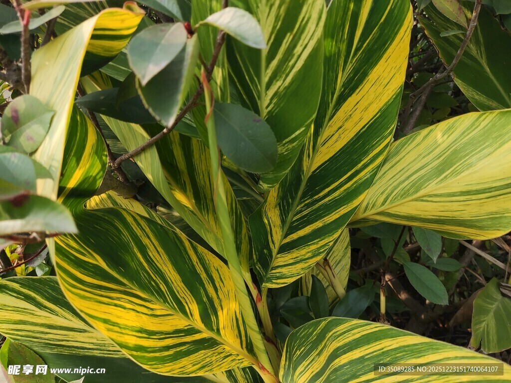 黄绿相间的斑斓观叶植物