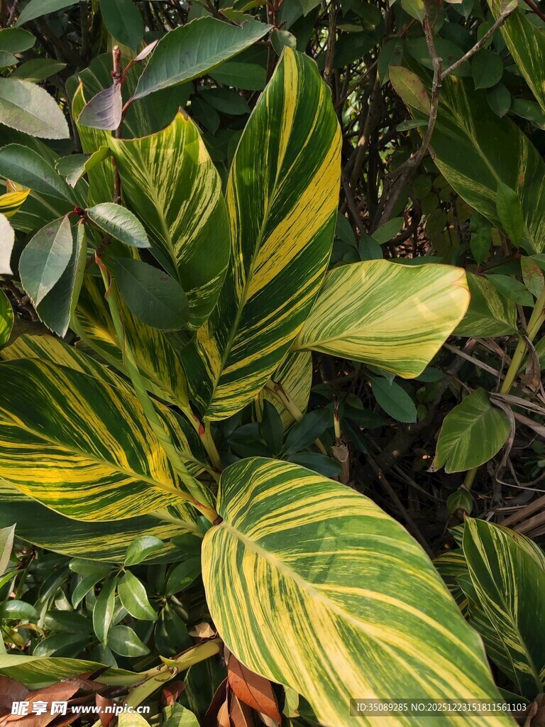 斑斓条纹绿植特写