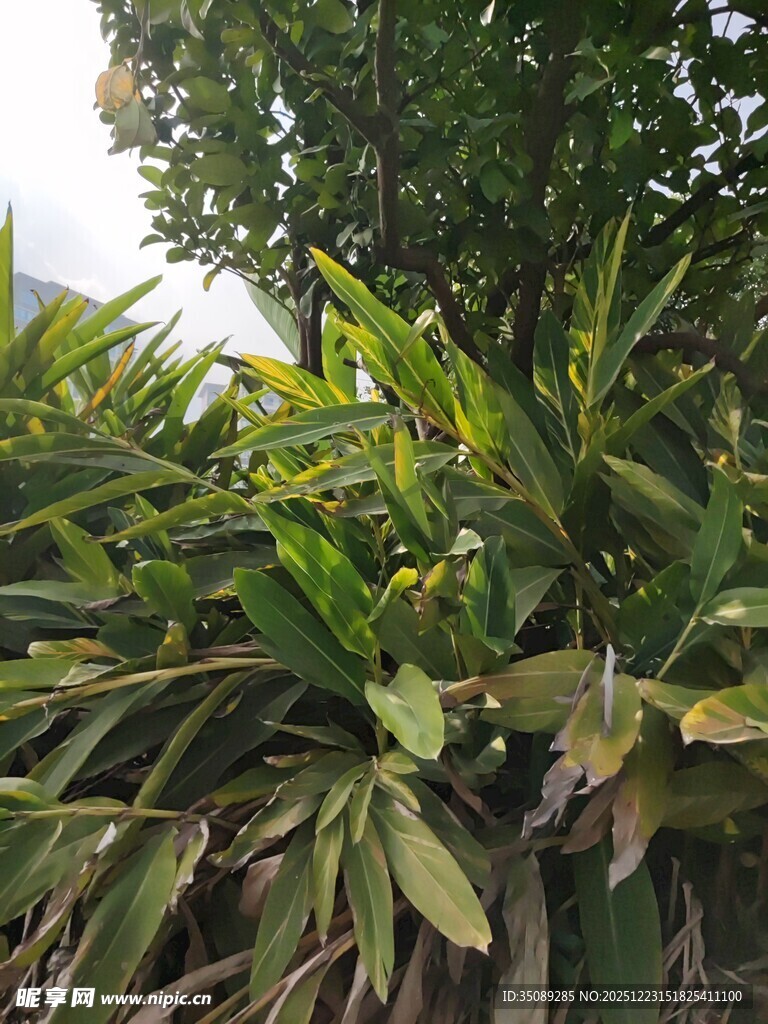 绿叶繁茂的热带植物景观