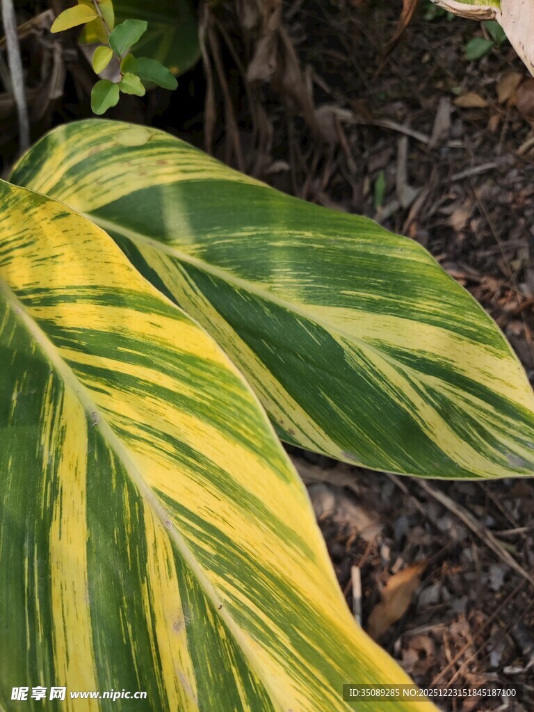 黄绿相间斑斓叶片特写