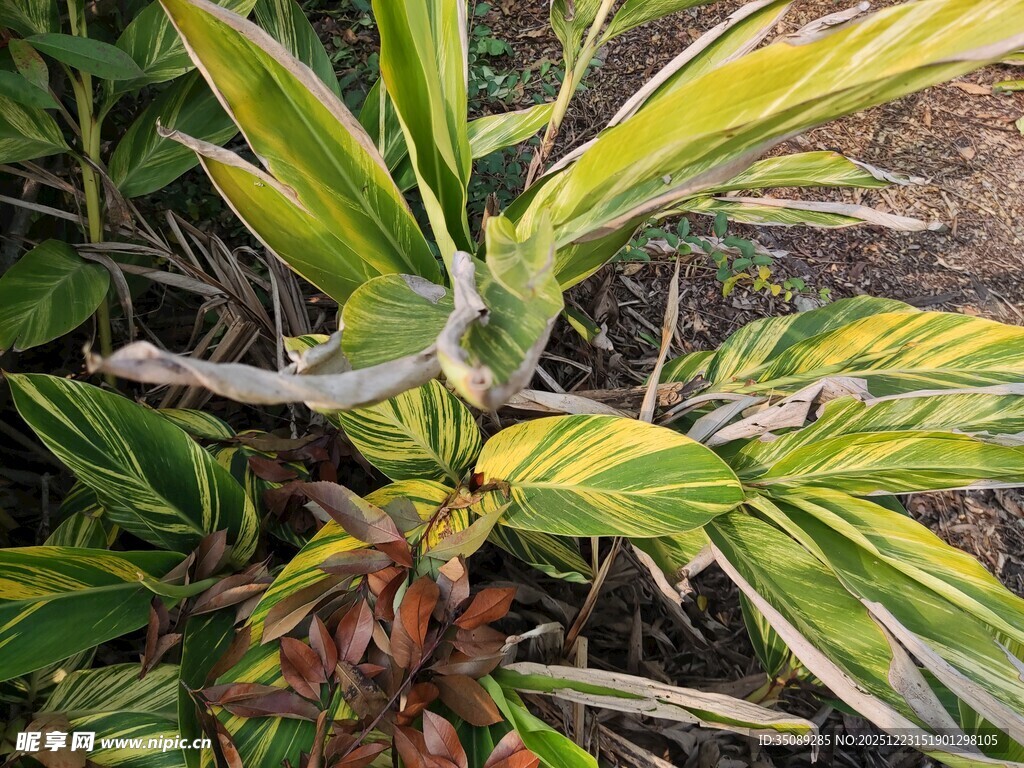 斑斓叶片的独特植物
