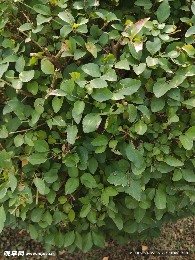 茂密绿叶植物景观