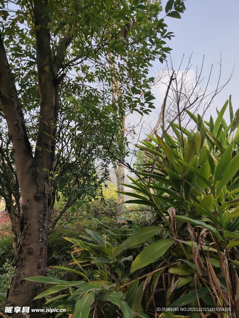 繁茂树林中的葱郁植物