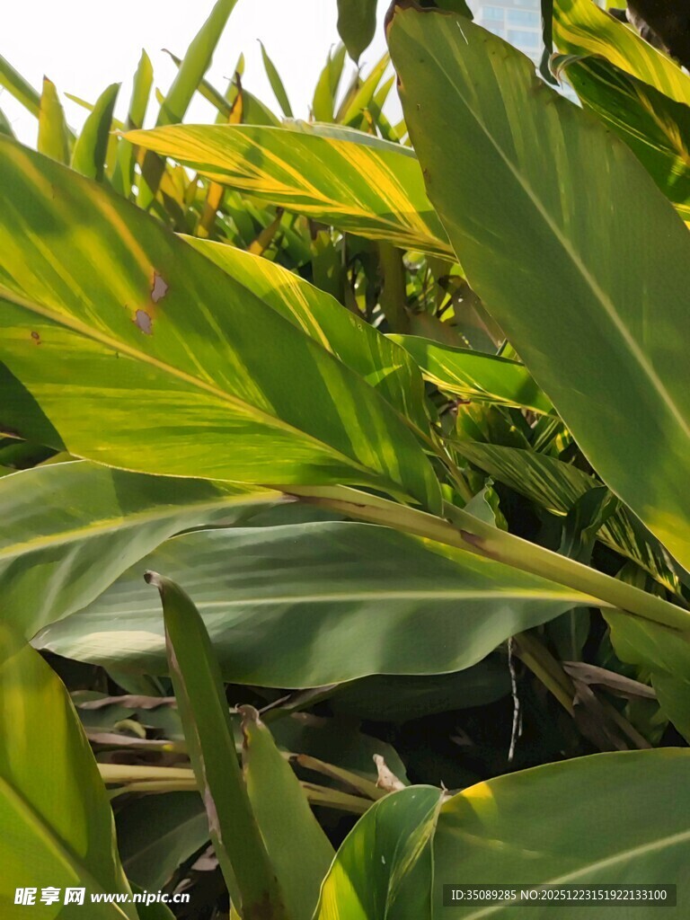 翠绿芭蕉叶特写