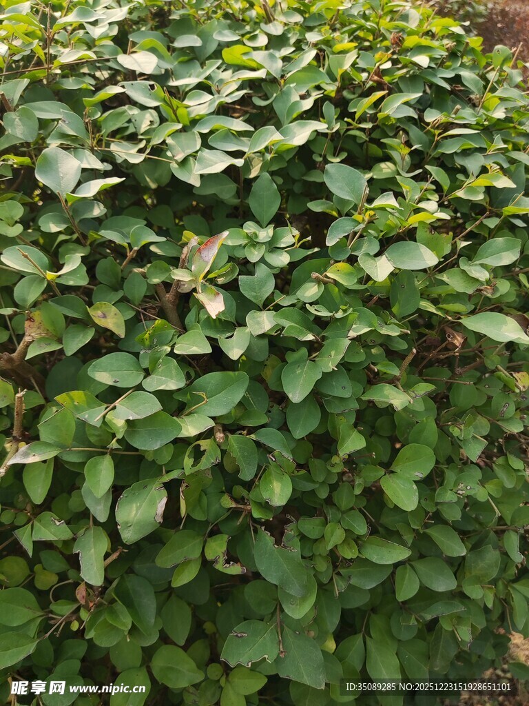 茂密绿叶植物景观