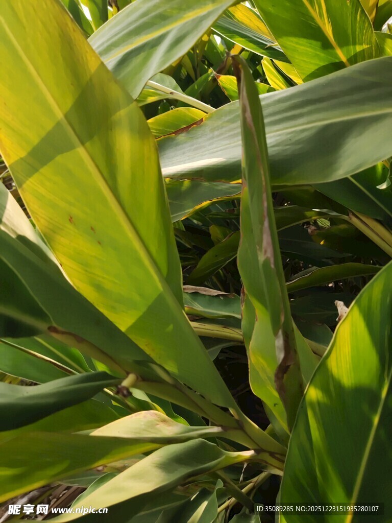 翠绿舒展的植物叶片