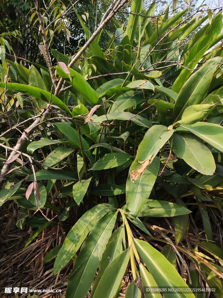 绿叶繁茂的热带植物景观