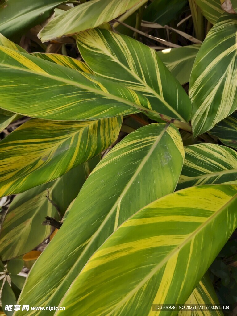 斑斓条纹叶片植物特写