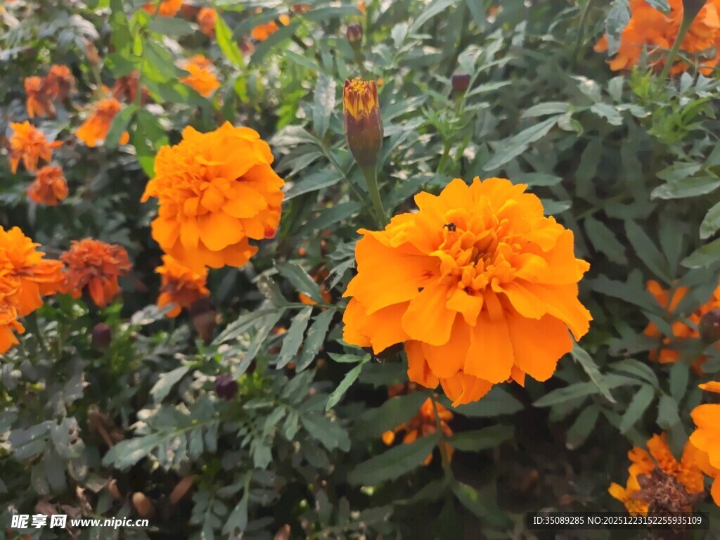 鲜艳万寿菊绽放