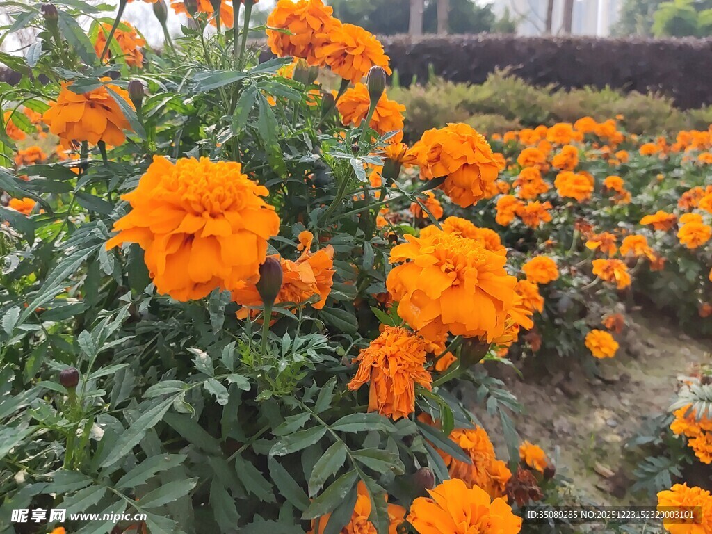 橙色万寿菊绽放的美景