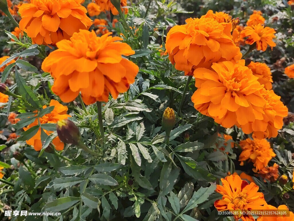 鲜艳万寿菊绽放