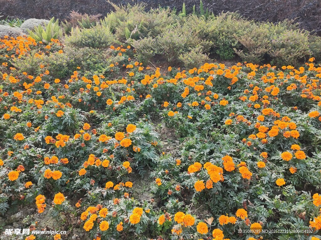 绚烂橙花绽放于绿野间
