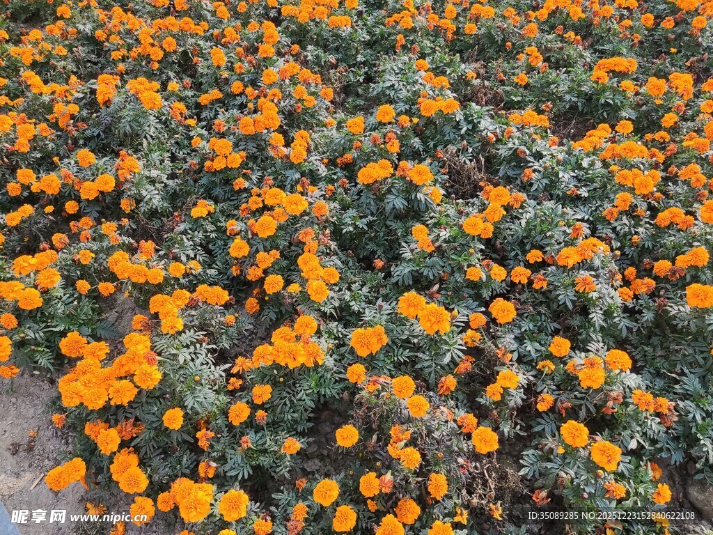 橙色花海绽放生机