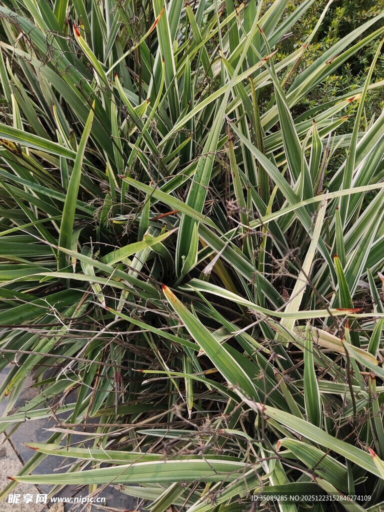 茂密丛生的绿色草本植物
