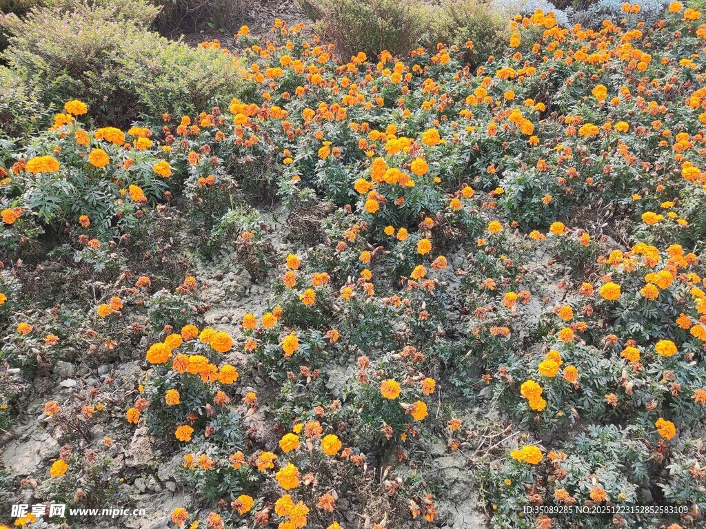山坡上盛开的橙色野花