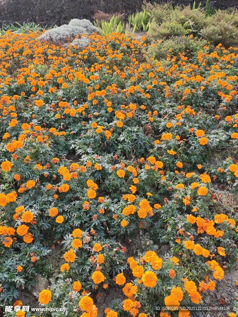 橙色花海绽放生机