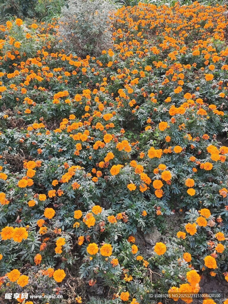 绚烂橘色花海绽放生机