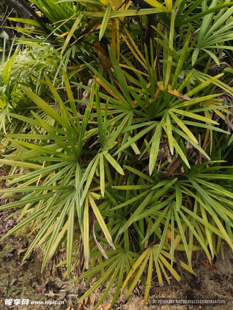 翠绿繁茂的针状植物