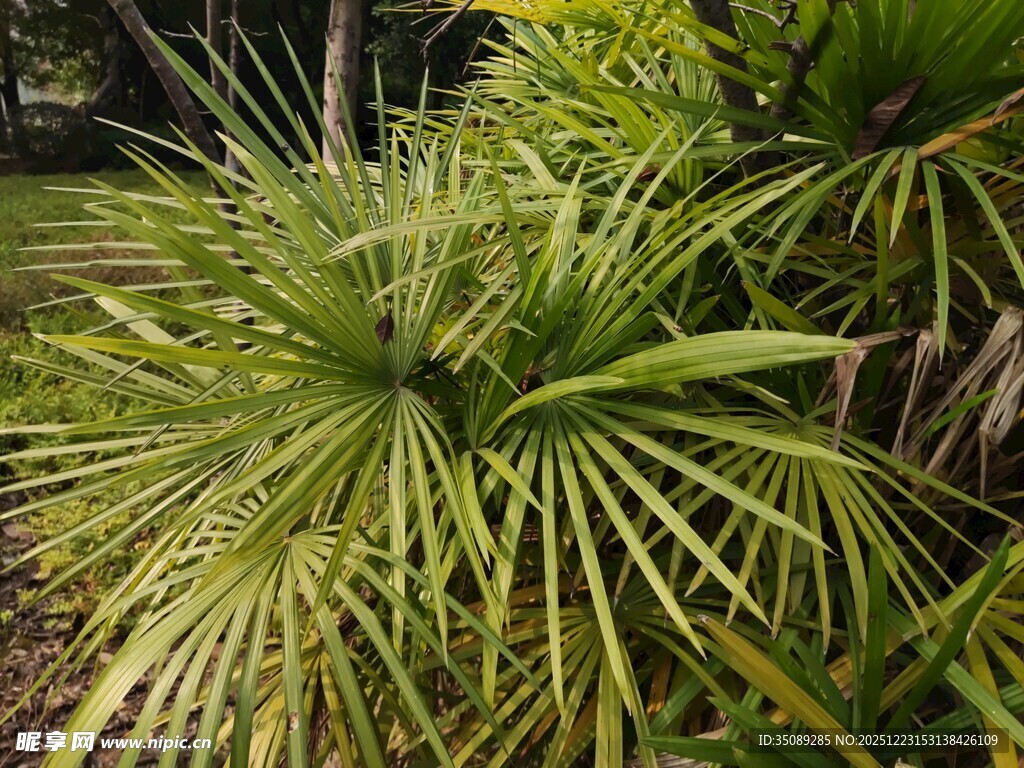 翠绿丛生的剑叶植物