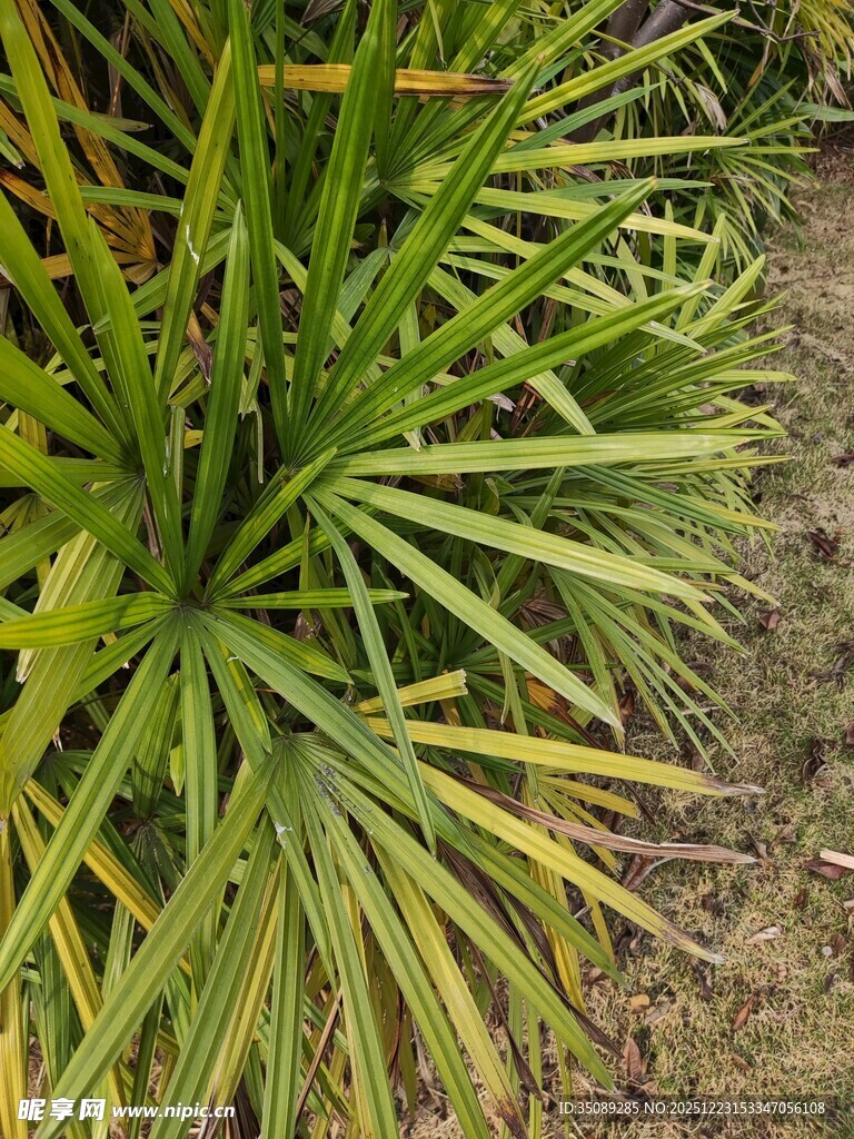 翠绿棕竹植物特写