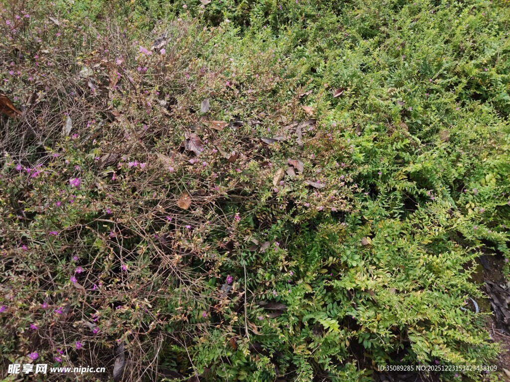 多彩灌木丛景观
