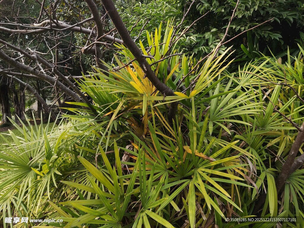 翠绿丛生的热带植物