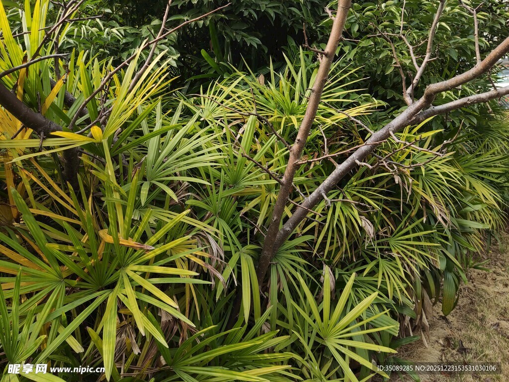 翠绿枝叶繁茂的植物景观