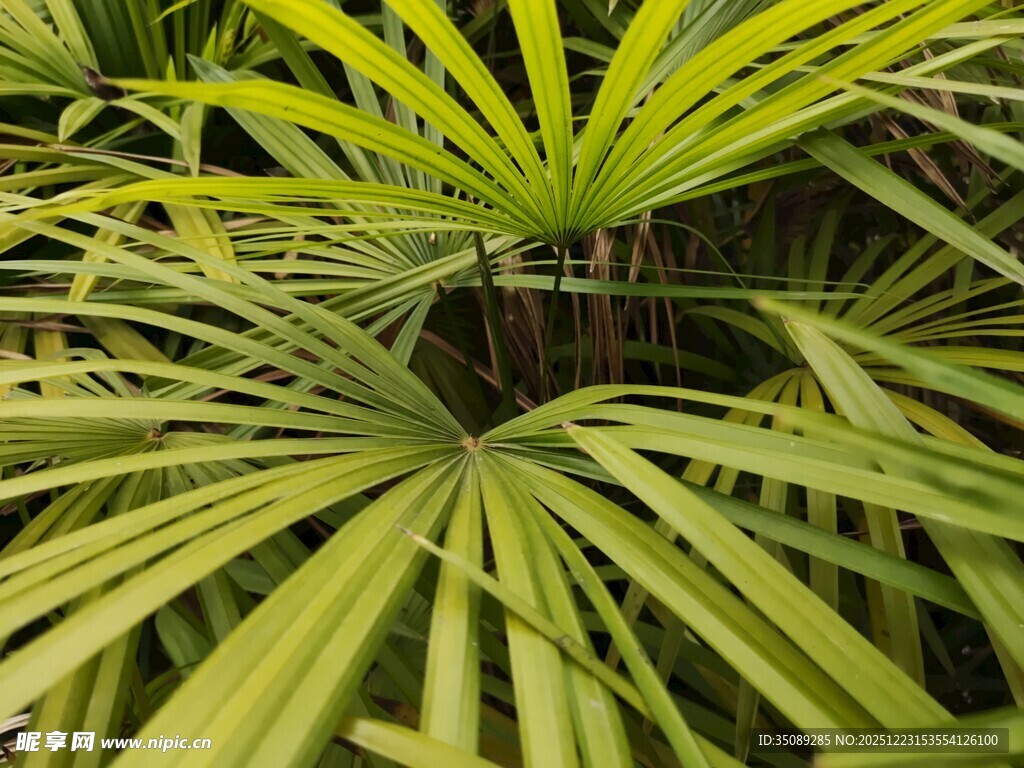 翠绿蒲葵叶片特写