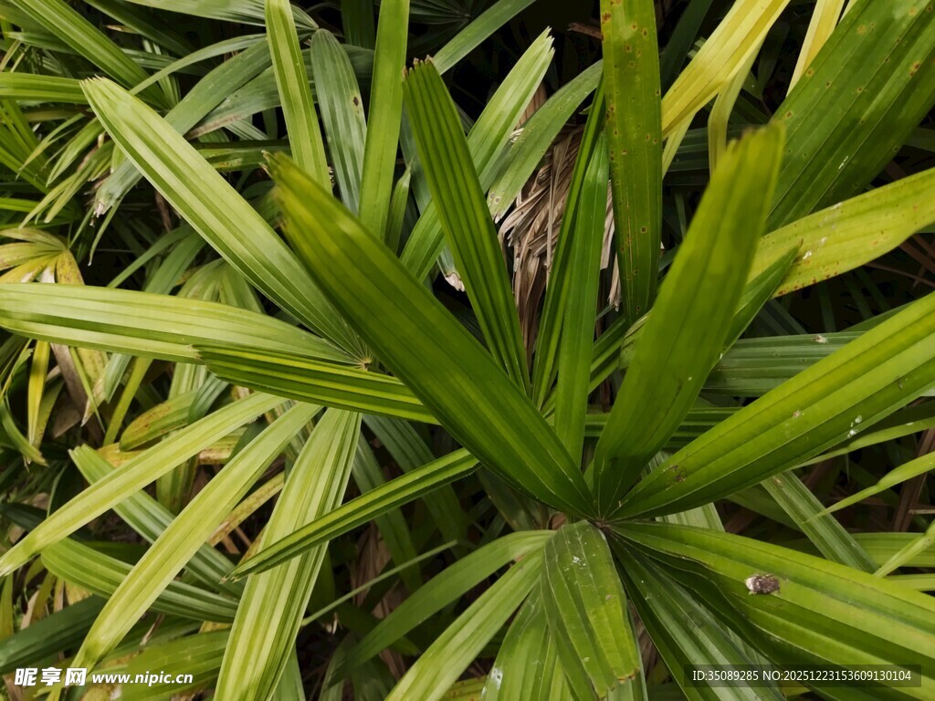 翠绿舒展的扇形叶片植物