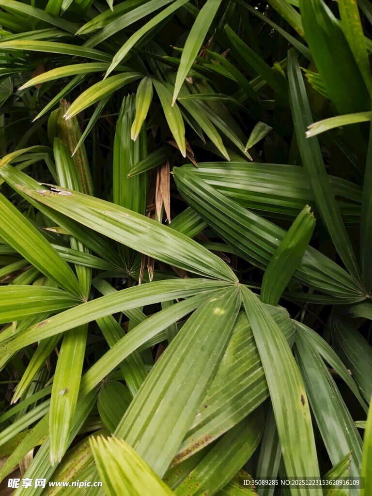翠绿繁茂的热带植物叶片