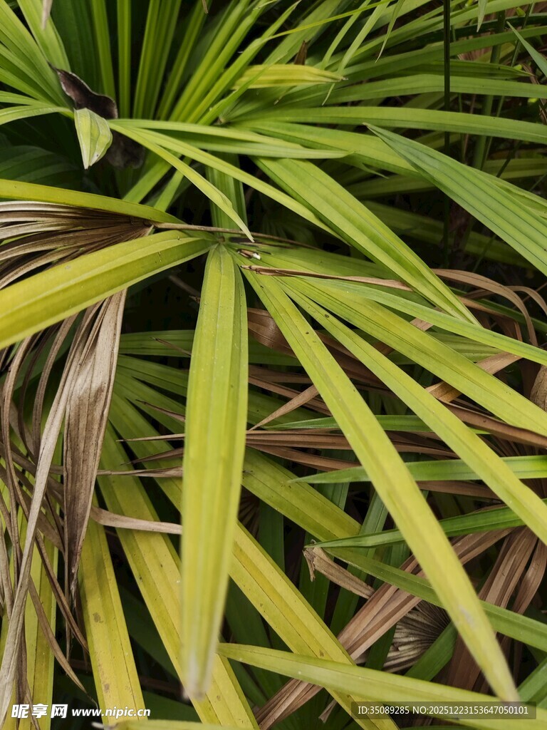 翠绿棕边的植物叶片特写