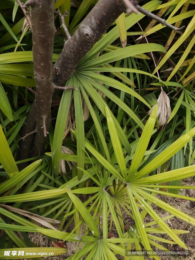 翠绿丛生的热带植物叶片